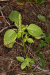 Cuban copperleaf